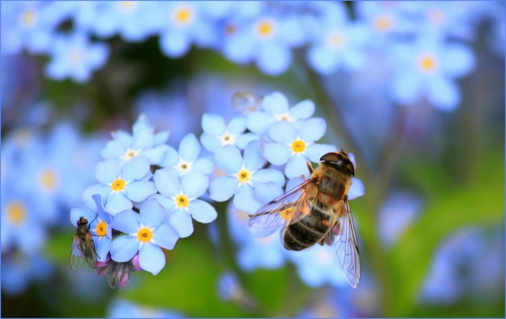 Detailed macro of a bee pollinating vibrant blue forget-me-not flowers in natural sunlight.
