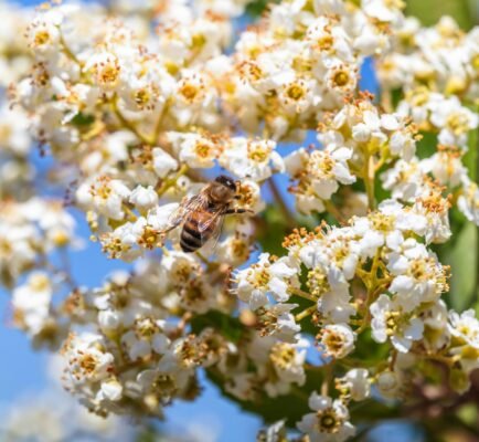 Close-up of a bee gathering nectar from white blossoms in spring, set against a blue sky.